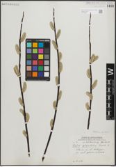 Foto von Salix planifolia Pursh